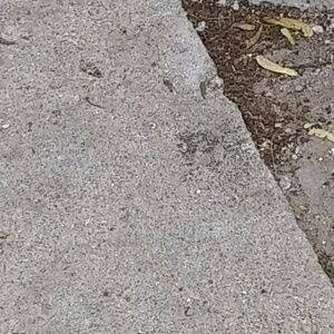 Meet your Posher, Brandi